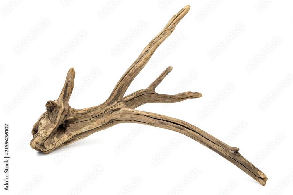 Fototapeta premium Weathered driftwood branch isolated on white background