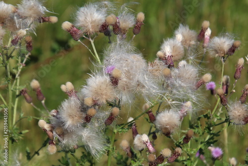 wild flowers in the meadow