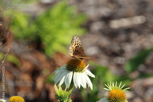 butterfly on flower, William Hawrelak Park, Edmonton, Alberta