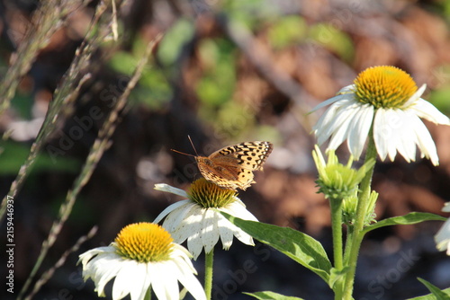 Butterfly On White Flower, William Hawrelak Park, Edmonton, Alberta