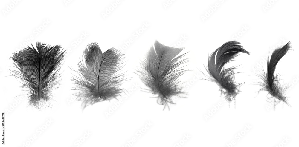 Obraz premium Bird crow swan black feather isolated on white background