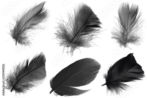 black swan feather isolated on white background