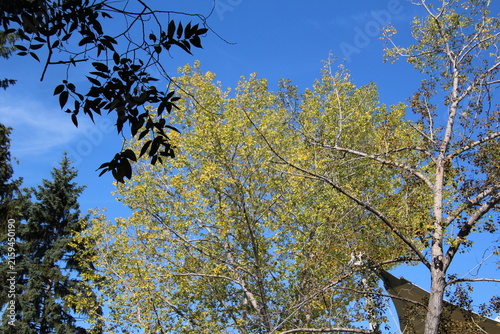 Yellow Leaf's Above, William Hawrelak Park, Edmonton, Alberta 