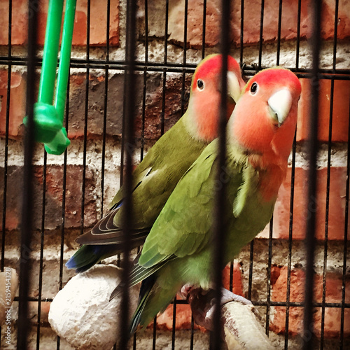 コザクラインコ　モモイロインコ　セキセイインコ　インコ