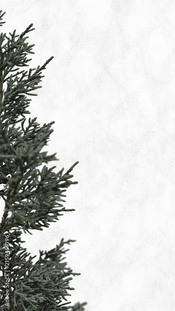 Fototapeta premium Pine tree border white background