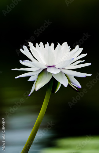 Fotografía Double-petaled white water lily and the ripples on the water