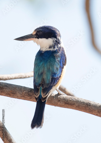 Blue winged kingfisher in northern Australia.