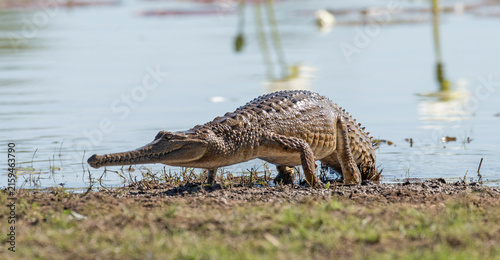 A  fresh water crocodile in a remote lagoon in far north Queensland, Australia.