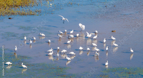 A large flock of Royal spoonbills on a lagoon in far north Queensland,