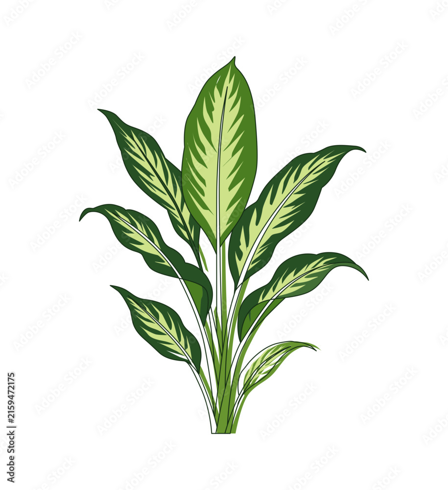 Fototapeta premium Green Leafy Indoor Plant Botanical Illustration Isolated