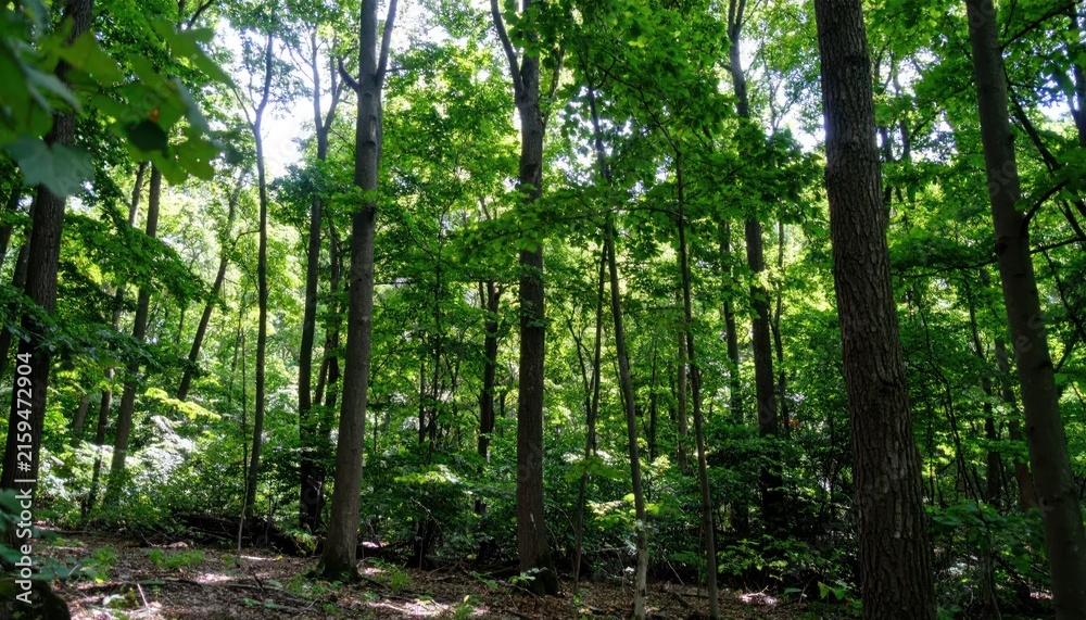Fototapeta premium Dense green deciduous forest interior with summer foliage.