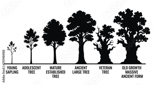 Stages of tree growth development from sapling to ancient old growth.