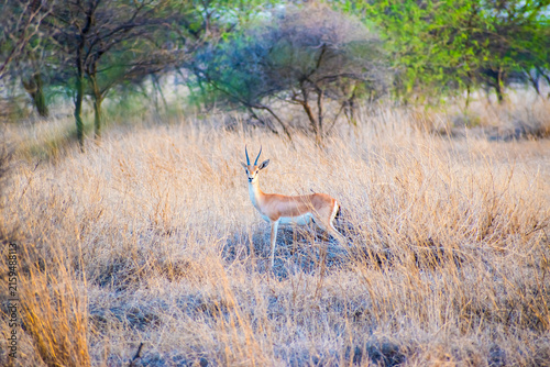 Canvas Print Indian gazelle standing alert in its natural habitat