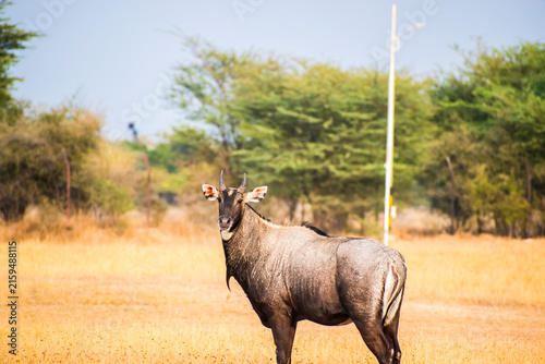 Obraz na plátne adult male nilgai, the powerful build and India's largest antelope