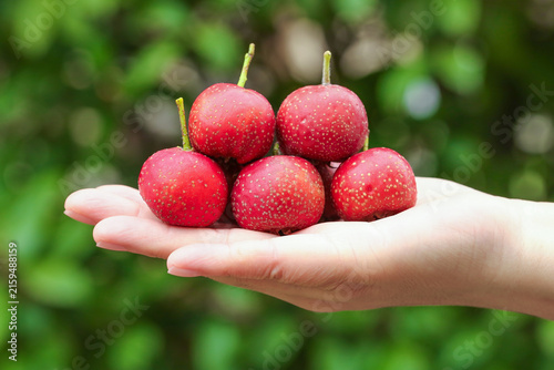 Konstfotografi Fresh Red Hawthorn Berries in Hand with Green Natural Background