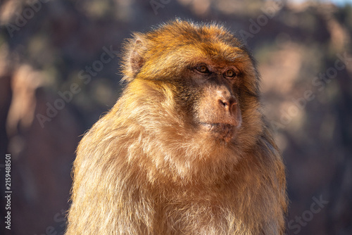 Close up of a barbary macaque (Macaca sylvanus) at Ouzoud Falls, Morocco
