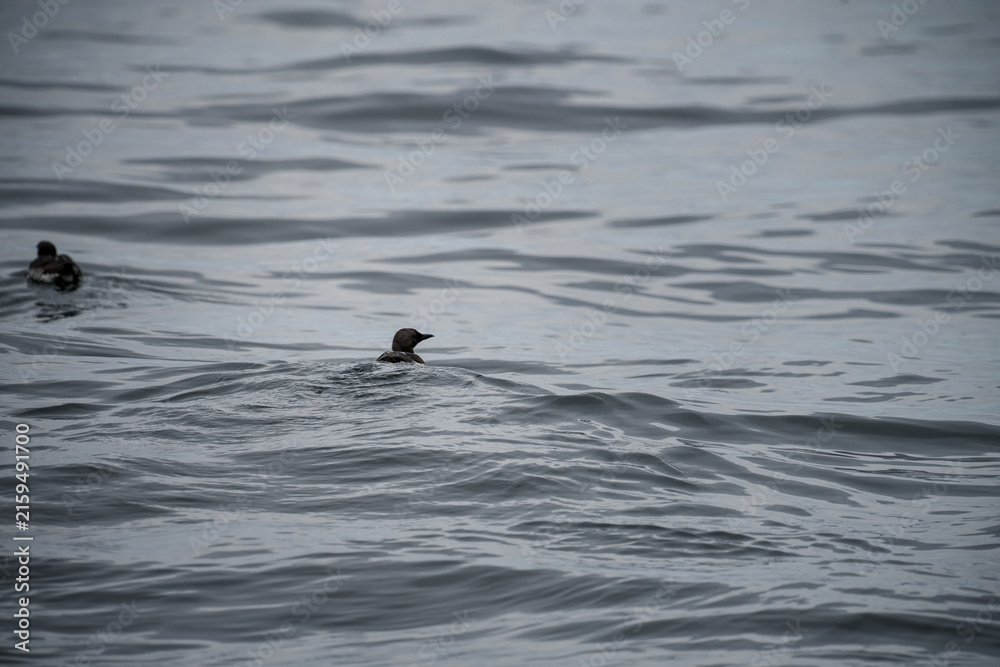 Fototapeta premium duck in the water