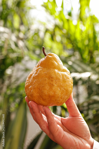 Hand Holding Wrinkled Orange Citrus Fruit with Textured Peeling Skin Against Green Nature Background