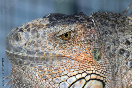 Fotografie Macro close-up of an iguana head showing detailed scales and eye texture