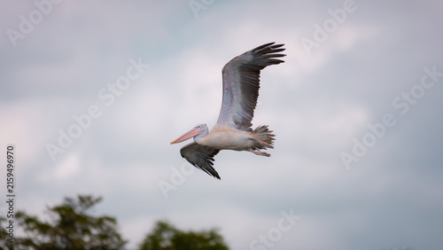 Foto Spot-billed pelican in graceful flight above tropical forest in Udawalawe National Park, Sri Lanka