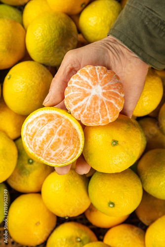 Canvastavla Fresh Orange Citrus Fruit Peeled in Hand Showing Segments Among Yellow Oranges