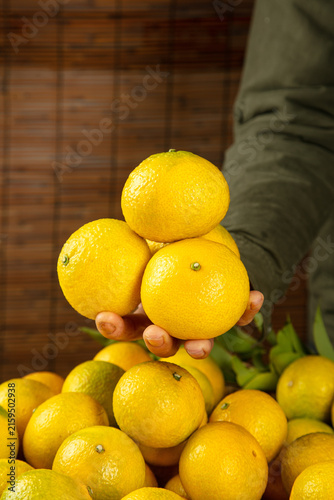 Fresh Citrus Fruits from Jianyang Fujian - Qingyuan Pomelo and Tangerine Harvest in Hands