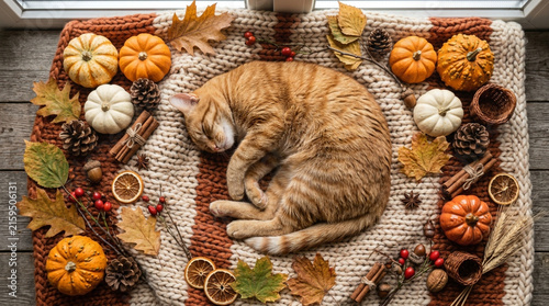 Cute Ginger Tabby Cat Sleeping on Knitted Blanket with Autumn Harvest Decor
