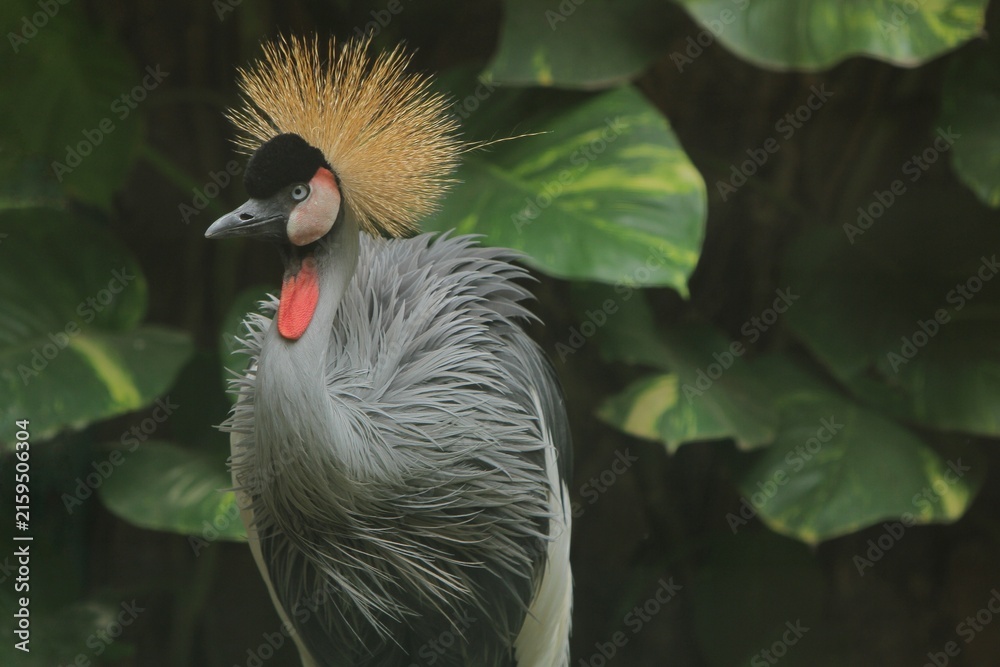 Naklejka premium portrait of a beautiful gray crowned crane