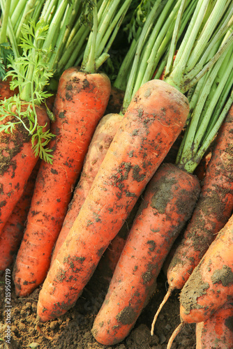 Fresh Organic Carrots Just Dug from Farm Soil with Green Tops - Yunnan Agriculture