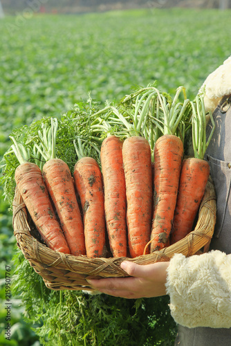 Fresh Organic Carrots from Yunnan Farm - Freshly Dug Root Vegetables in Wicker Basket