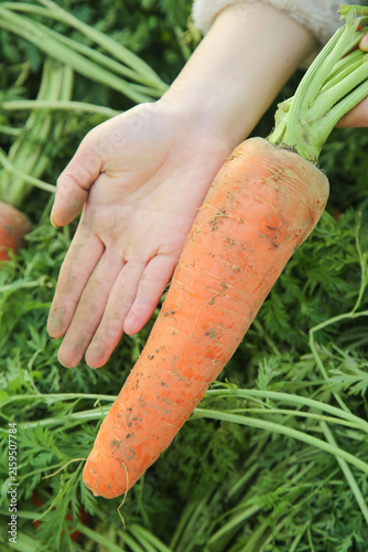 Freshly Harvested Organic Carrot with Soil from Farm Garden - Hand Holding Fresh Root Vegetable