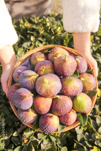 Quadro su tela Fresh Ripe Figs in Wicker Basket Harvest - Delicious Purple and Green Fruit Coll