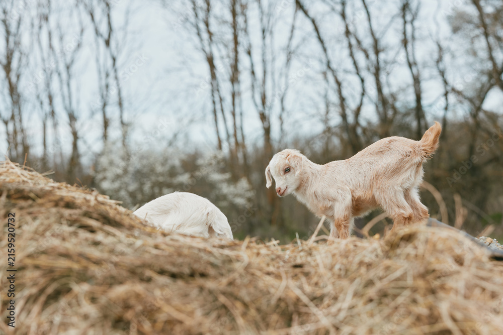 Naklejka premium Goat kid on a dirt hillside with bare trees in the background, a candid outdoor scene showing animal companionship, rural life, and curiosity; soft light creates a warm mood and gentle play