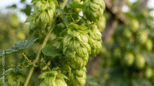 Hop cones clustered on vine in outdoor field during harvest