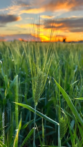 field of wheat