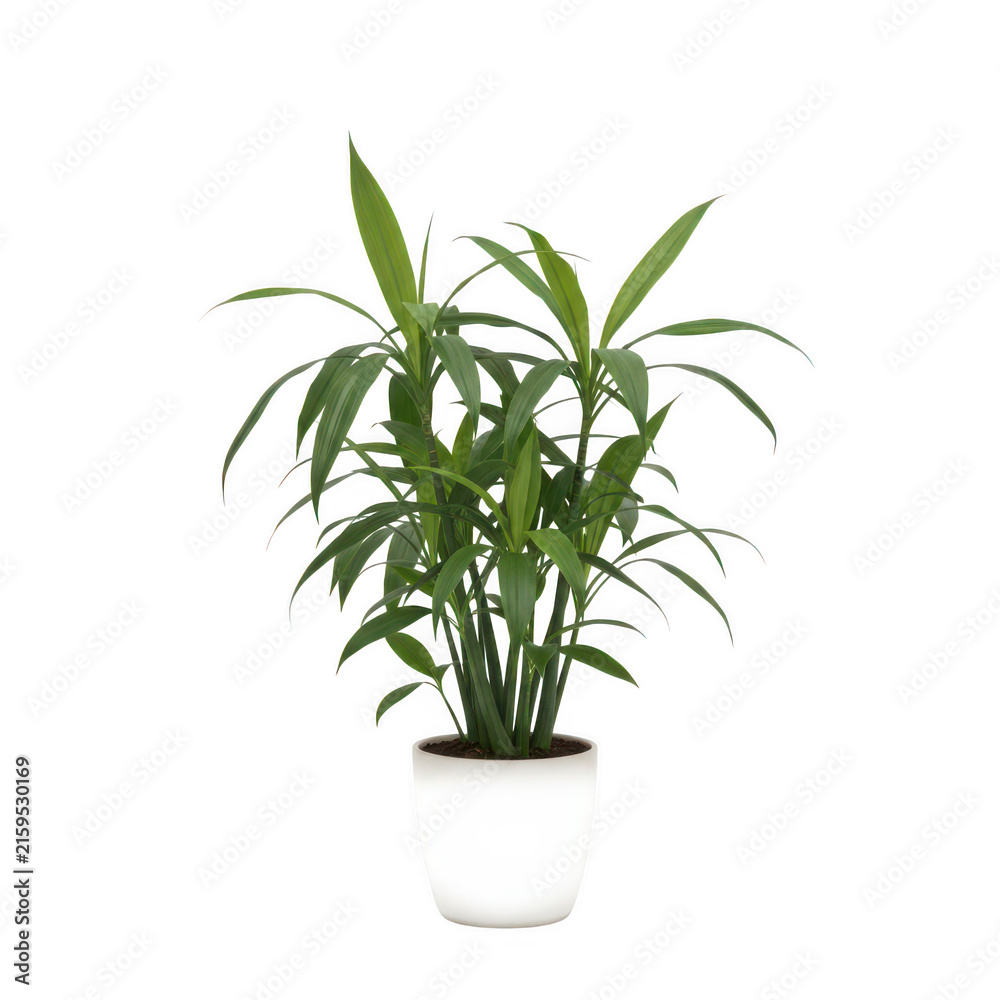 Fototapeta premium Green indoor Dracaena plant in white pot