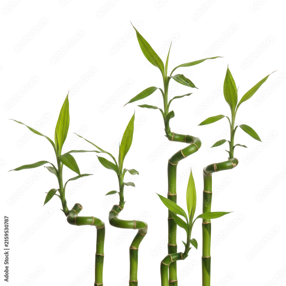 Fototapeta premium Bamboo plants with curved stems