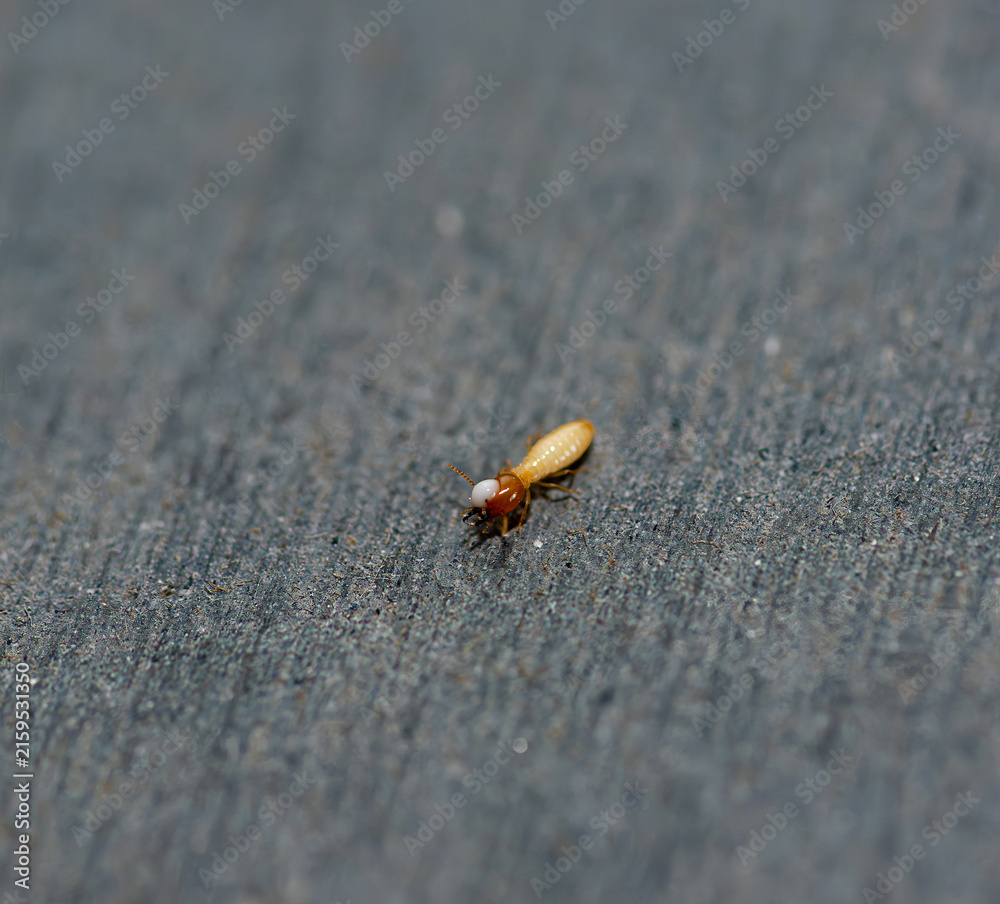 Naklejka premium Close Up of Termites Feeding on Wood, Pest Infestation and Structural Damage Concept