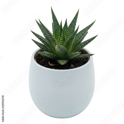 Succulent plant in white ceramic pot