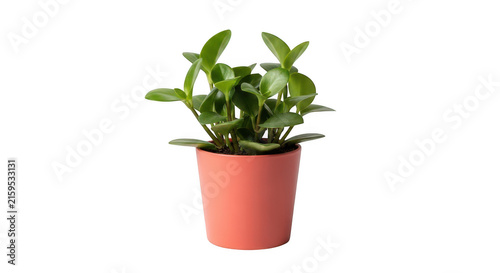 SucculentPlantSmallPotIsolatedWhiteBackground