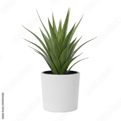 Modern white planter with green yucca plant