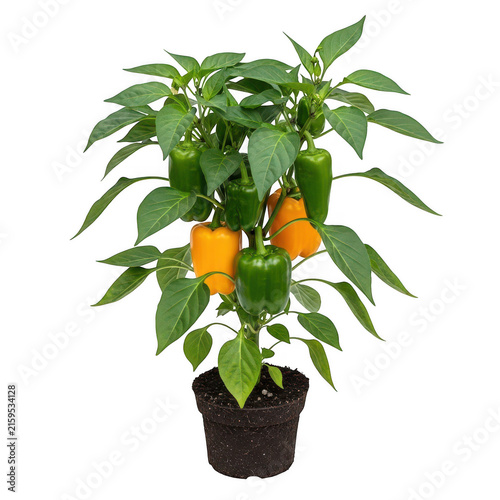 Fresh pepper plant with green and orange peppers