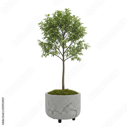 Potted decorative tree in modern planter