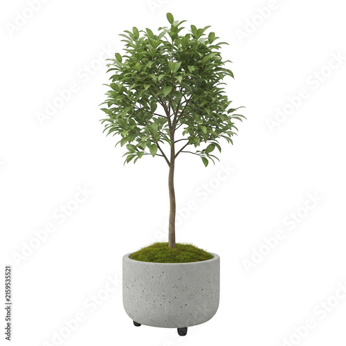 Modern potted bonsai tree in concrete planter