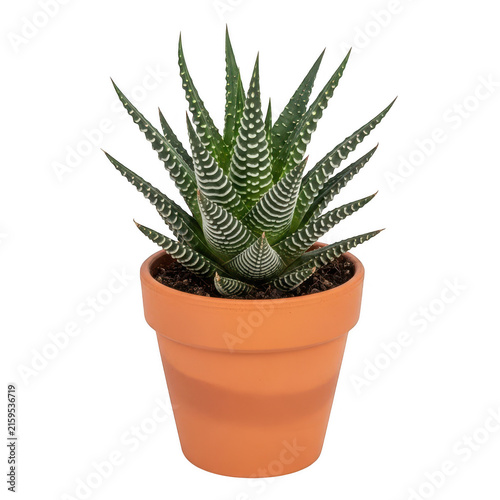 HaworthiaZebraSucculentPlantTerracottaPotIsolated