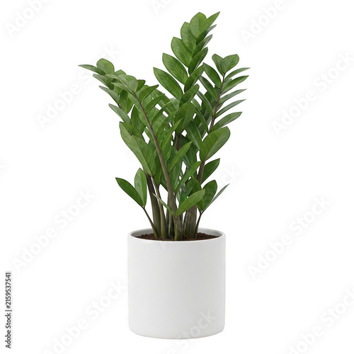 Zamioculcas indoor plant in white pot