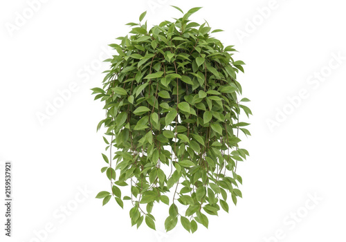 Lush green hanging ivy plant