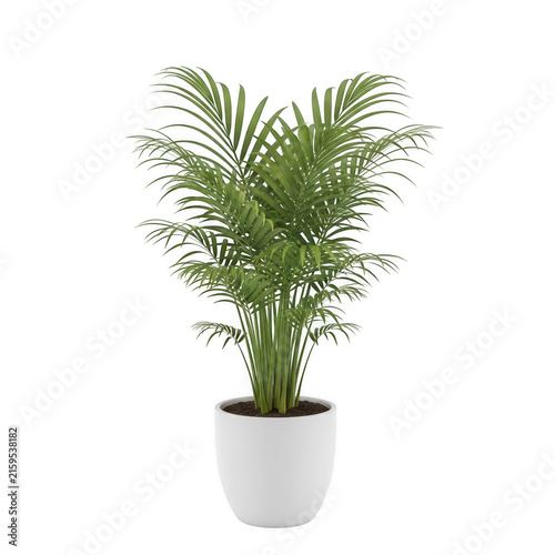 GreenPalmPlantWhitePotIsolatedBackground