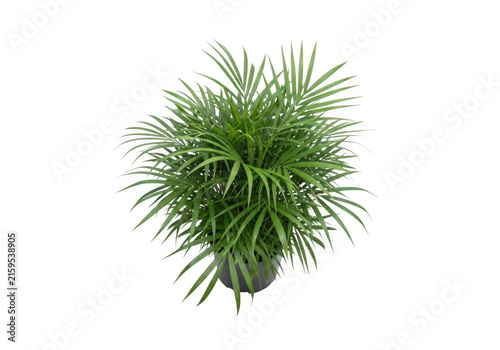 Lush green indoor palm plant in modern pot