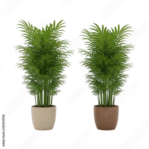 Two potted green indoor plants in modern pots